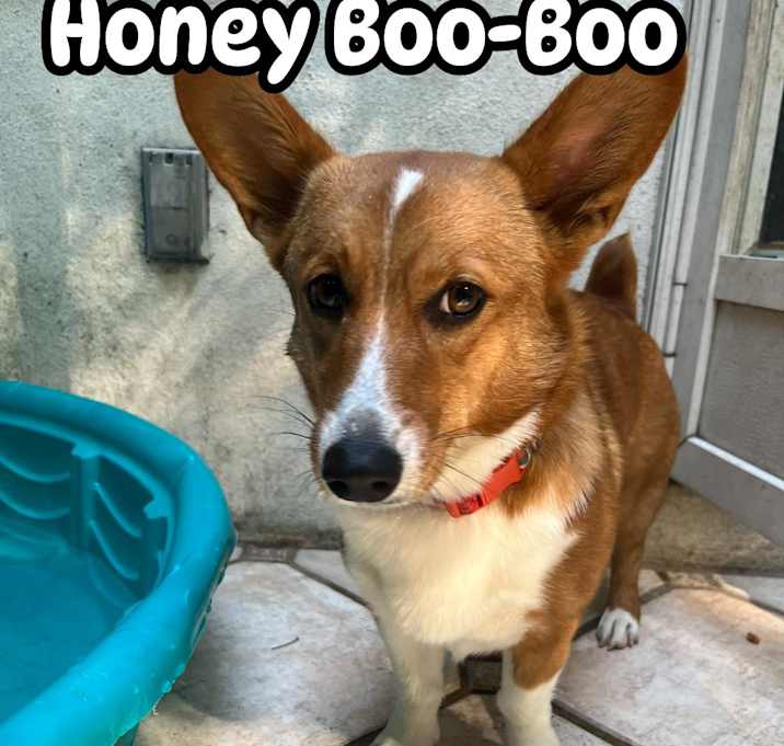 Photo of HONEY BOO-BOO