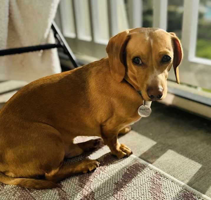 Photo of Peanut