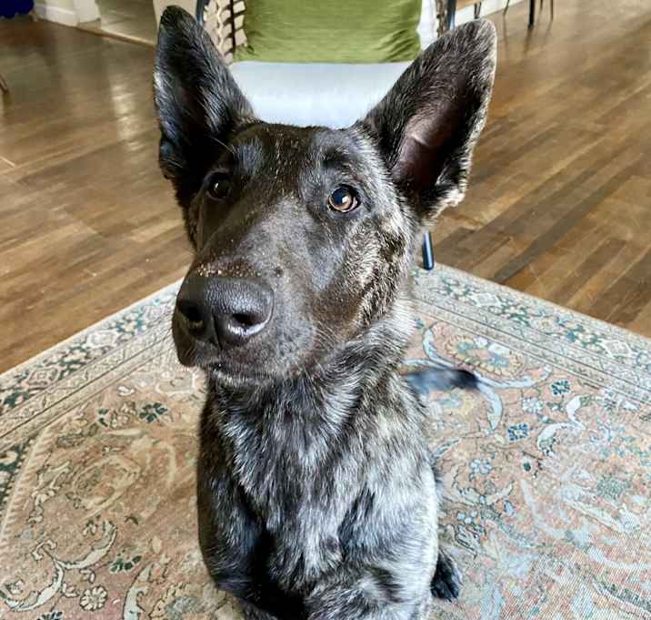 Photo of Nova