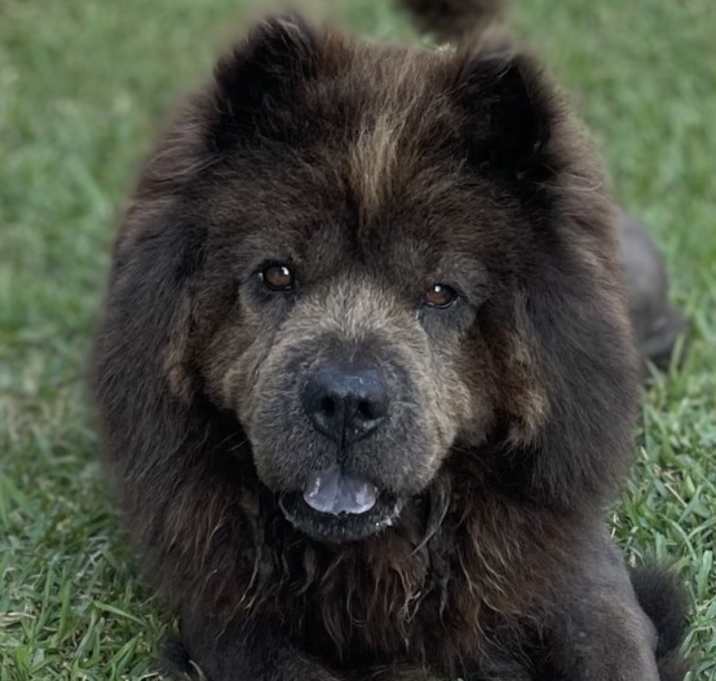Photo of Bubba