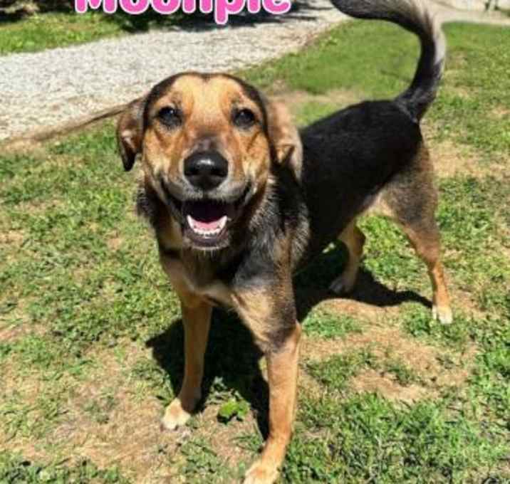 Photo of Moonpie