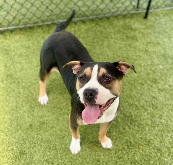 Photo of Bruno
