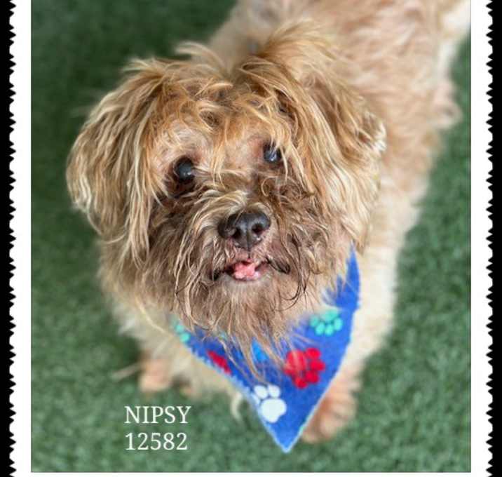 Photo of NIPSY