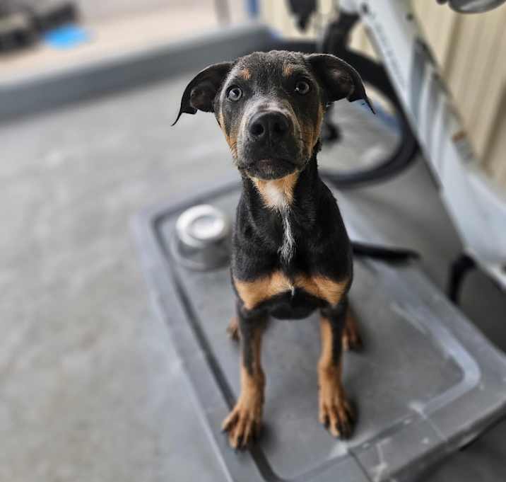 Photo of Rocky