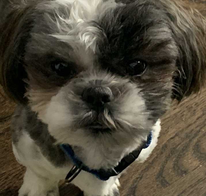 Photo of Bear