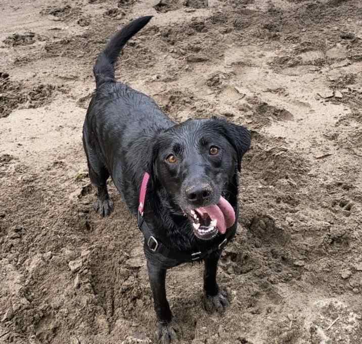Photo of Daisy