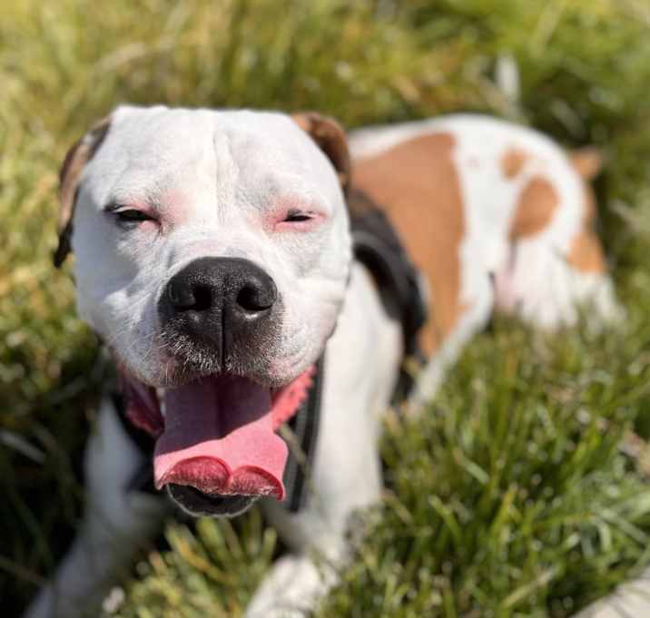Photo of Louie