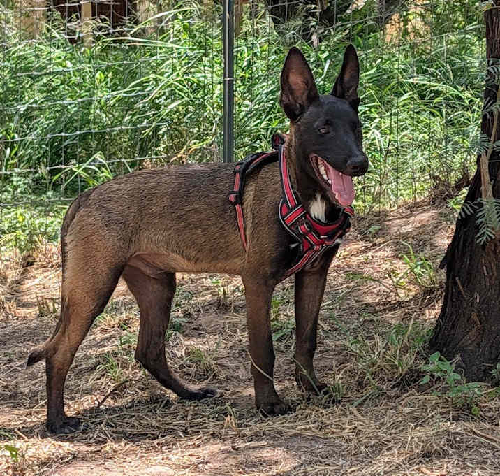 Photo of Senor Zorro