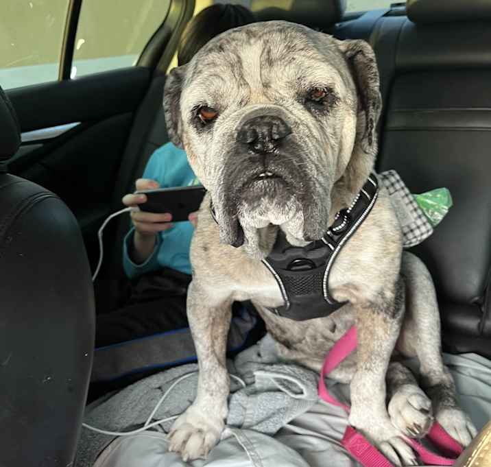 Photo of Penny