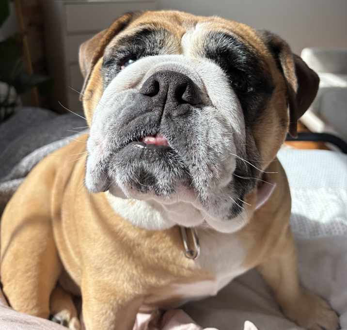 Photo of Dolly
