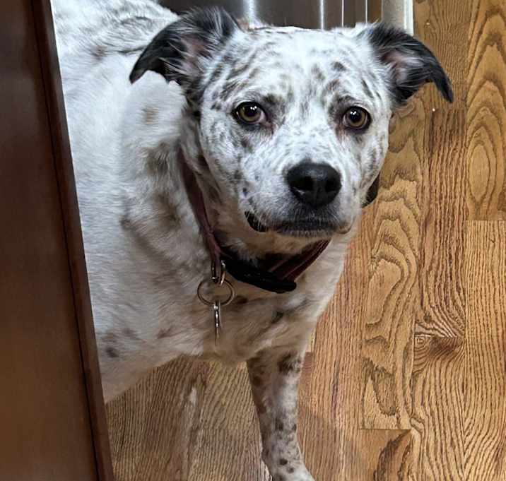 Photo of Dottie