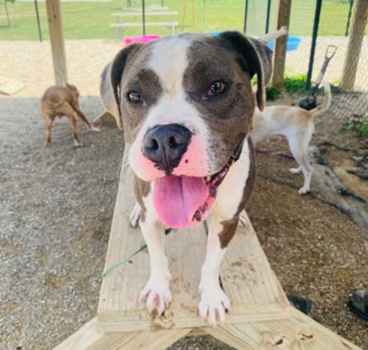 Photo of Tucker (Bark Twain)