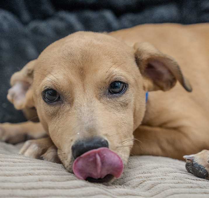 Photo of Oscar