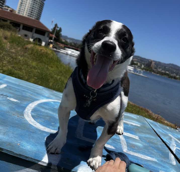 Photo of Winston
