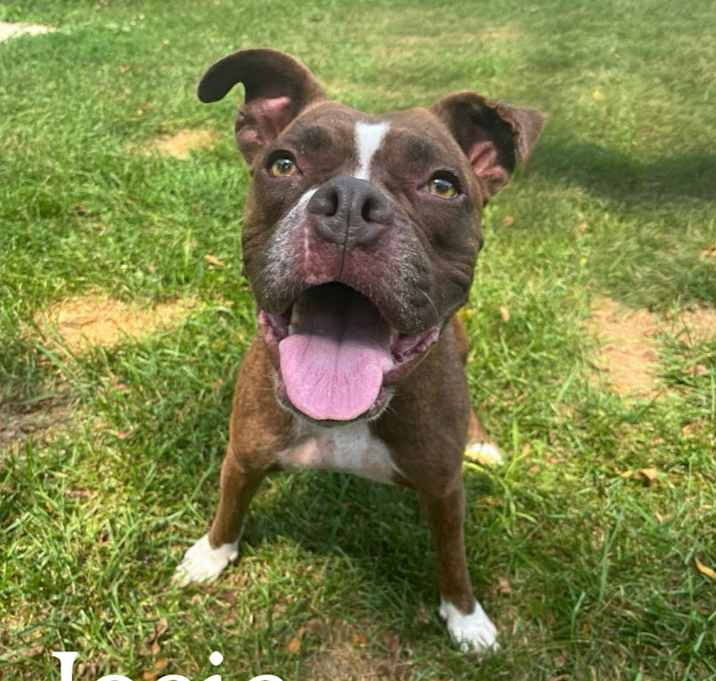 Photo of Josie