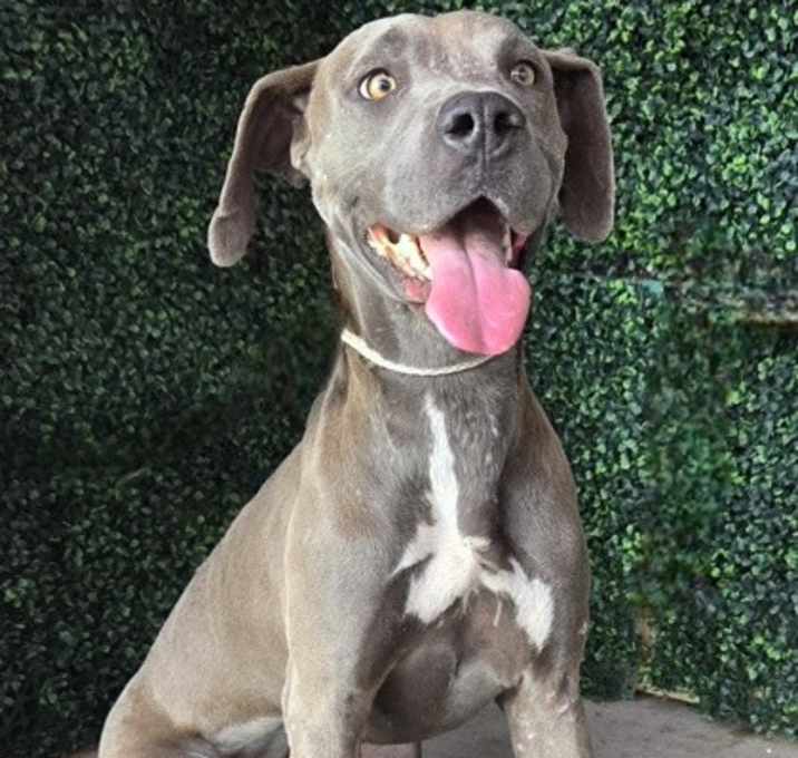 Photo of Silver Moon*