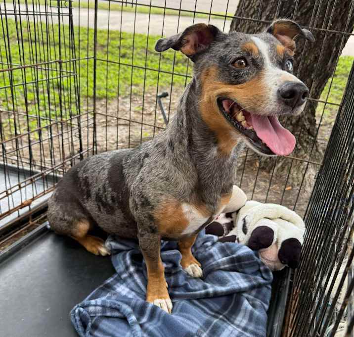 Photo of Bluey