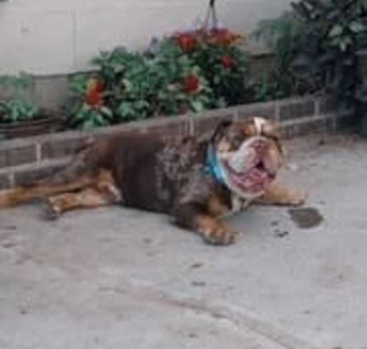 Photo of Rocco