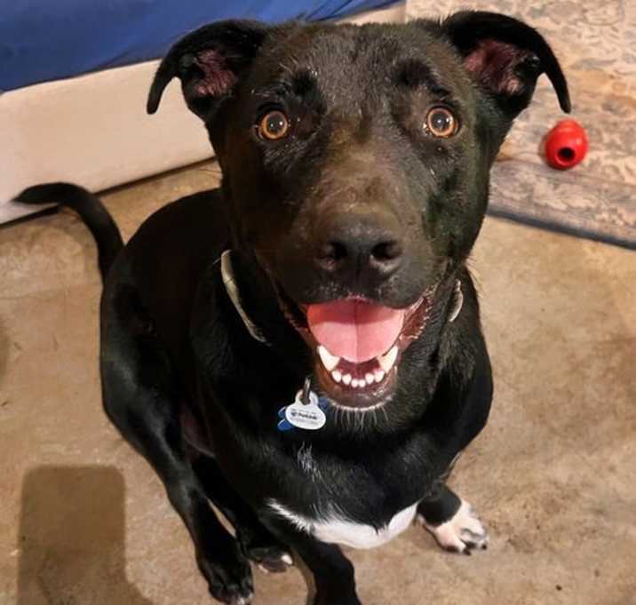 Photo of Moto Vacation Foster Needed 9/4-9/8