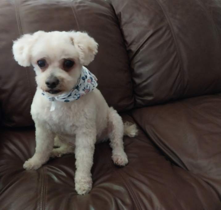 Photo of Toby