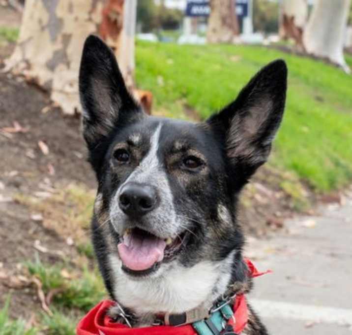 Photo of Cleo - Adopt Me!