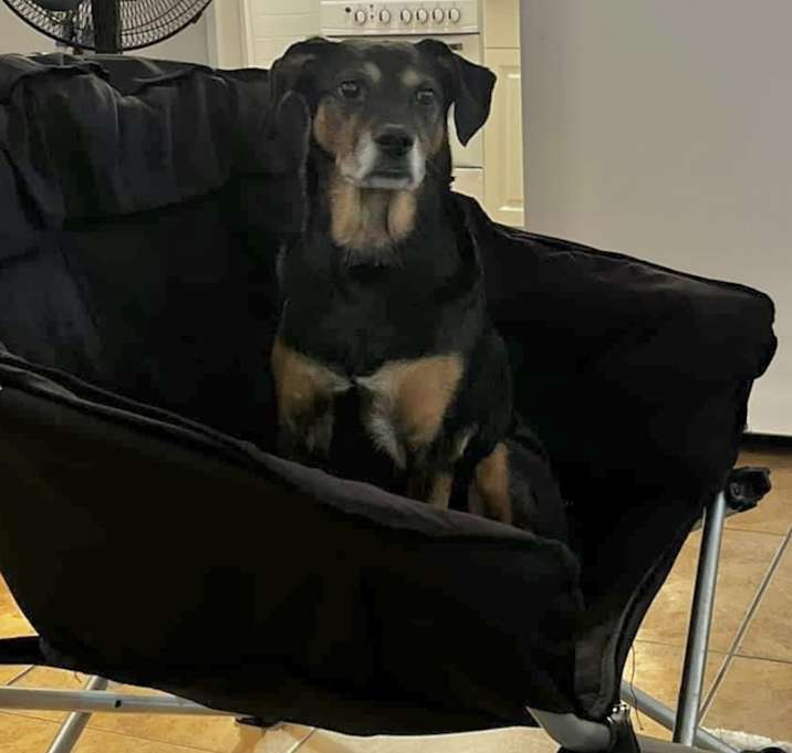 Photo of Bailey