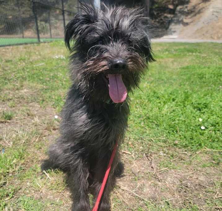Photo of Bailey