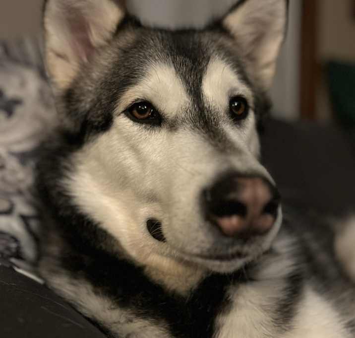 Photo of Luna