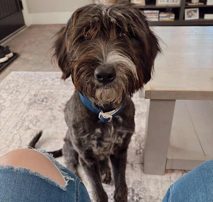 Photo of Beau