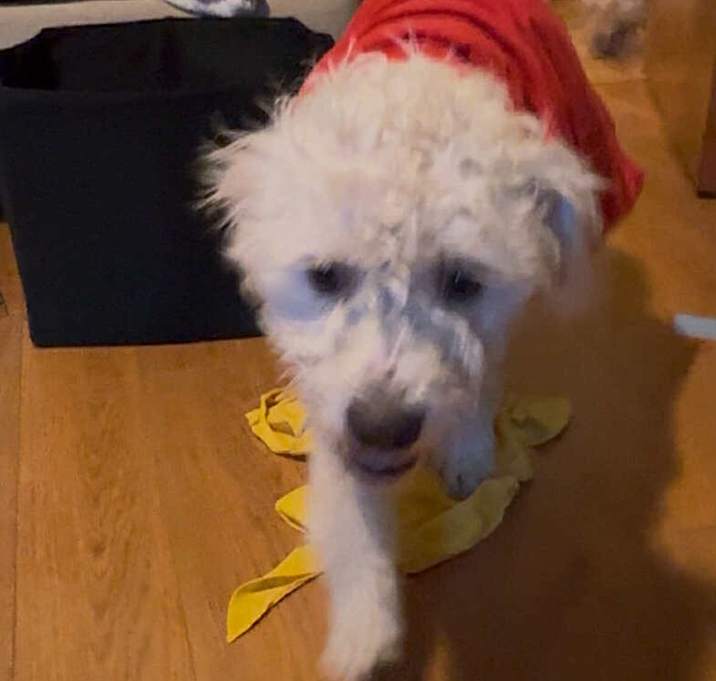 Photo of Krypto - Buddy
