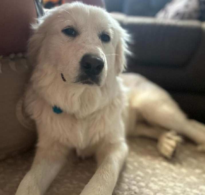 Photo of Luna