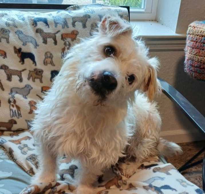 Photo of Dodger