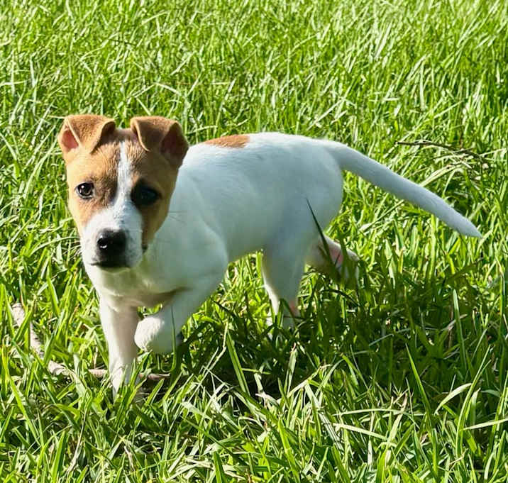Photo of Mochi