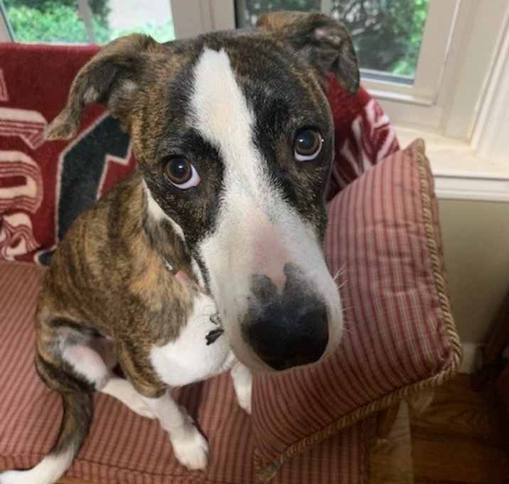 Photo of Macie