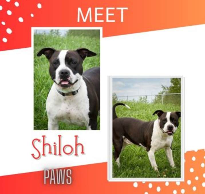 Photo of Shiloh