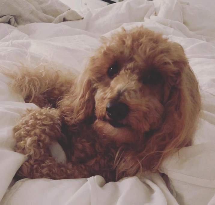 Photo of Oliver