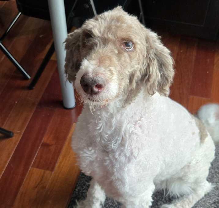 Photo of Loki