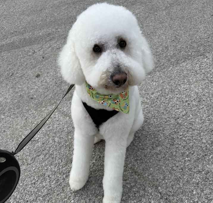 Photo of Kobe