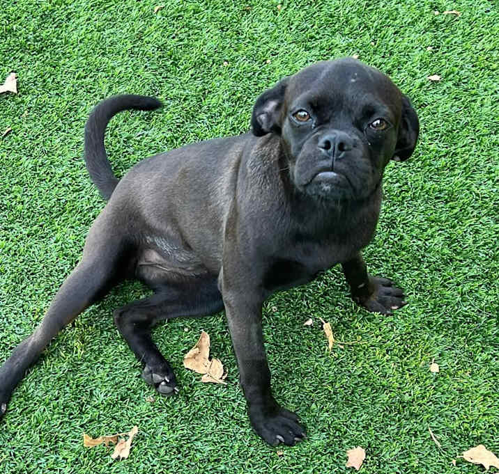 Photo of Puggle