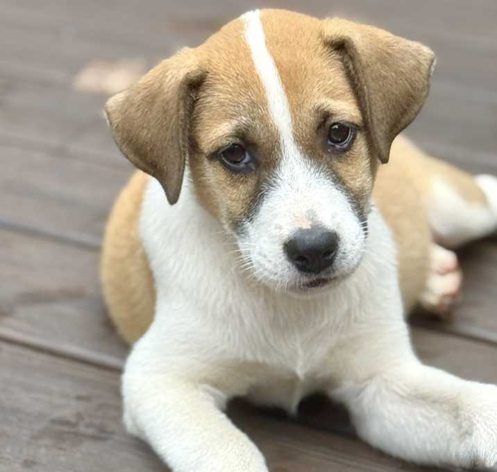 Photo of Piper