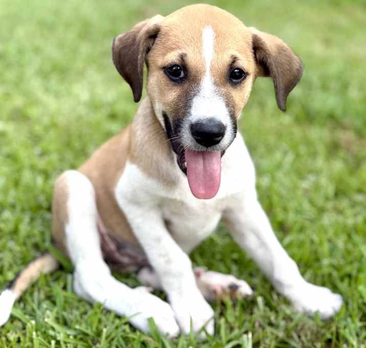 Photo of Cricket