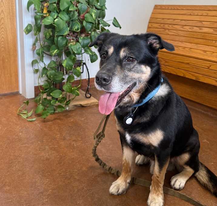 Photo of Pepper