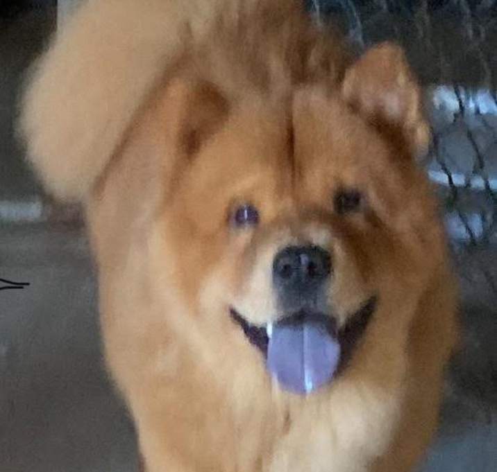 Photo of Bennie