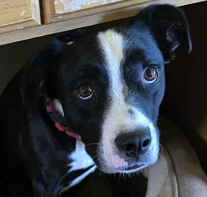 Photo of Magnet