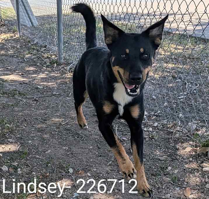 Photo of Lindsey