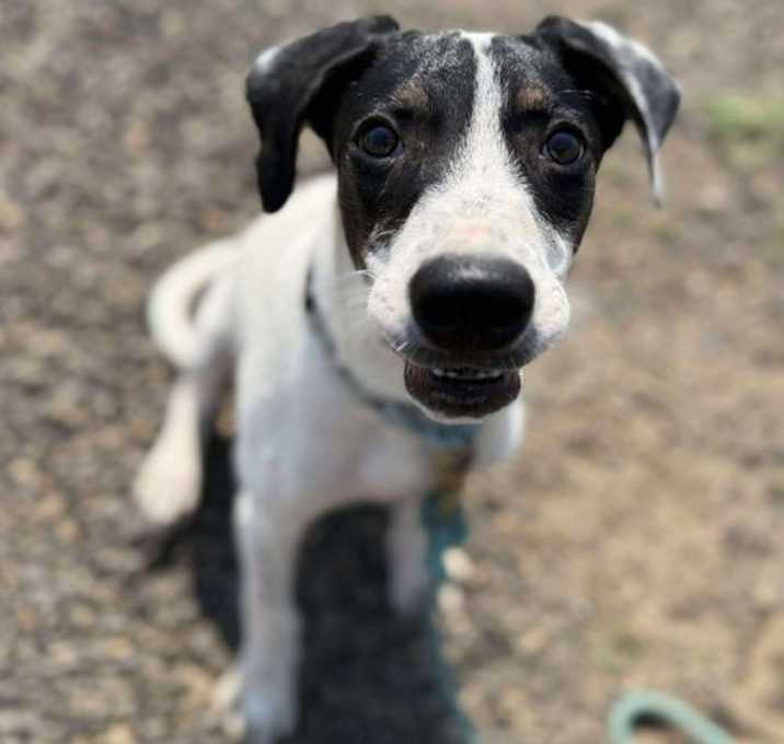 Photo of Pongo