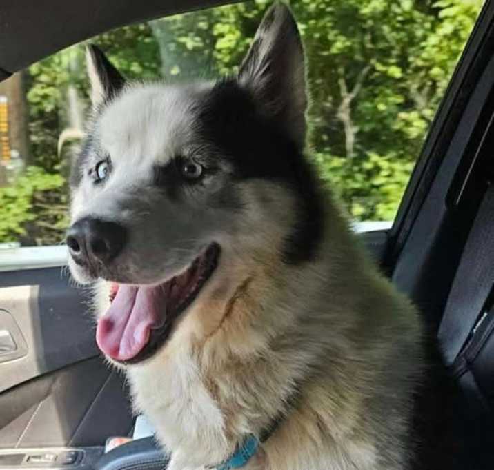 Photo of Loki (Rambo)