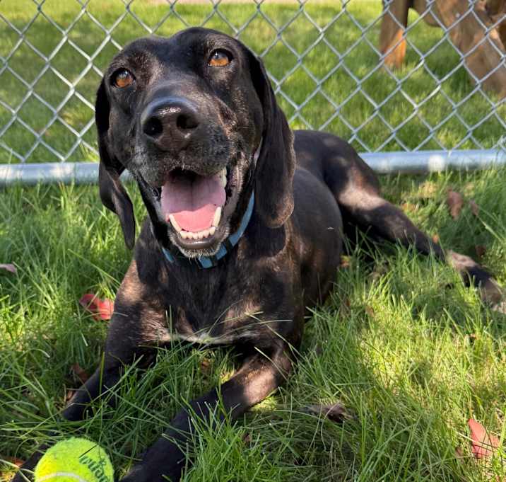 Photo of Kahlua