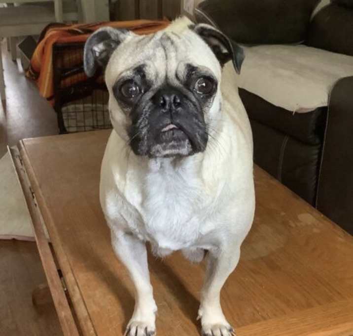 Photo of Cupcake