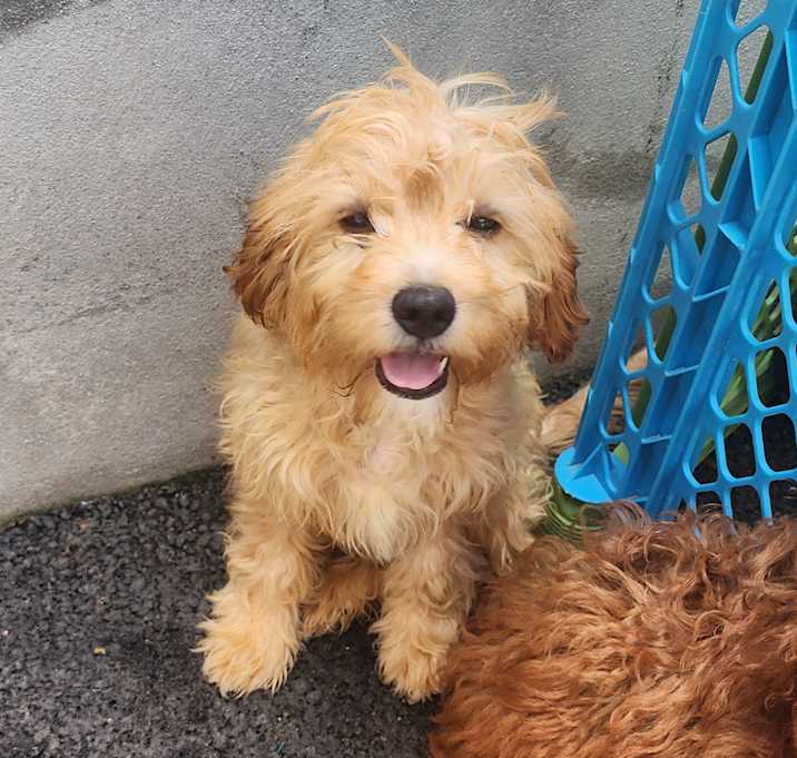 Photo of Max